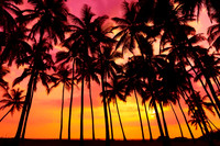 PalmTrees